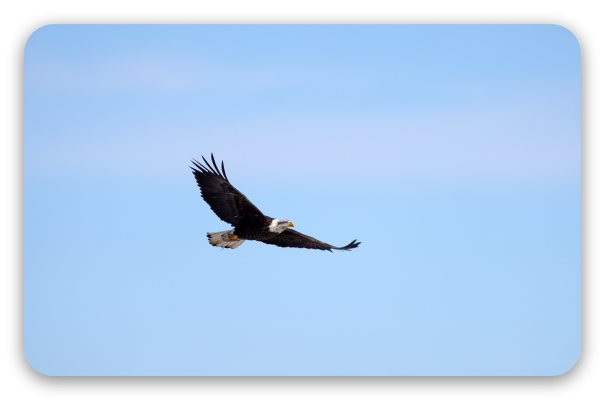 Weißkopfseeadler im Flug