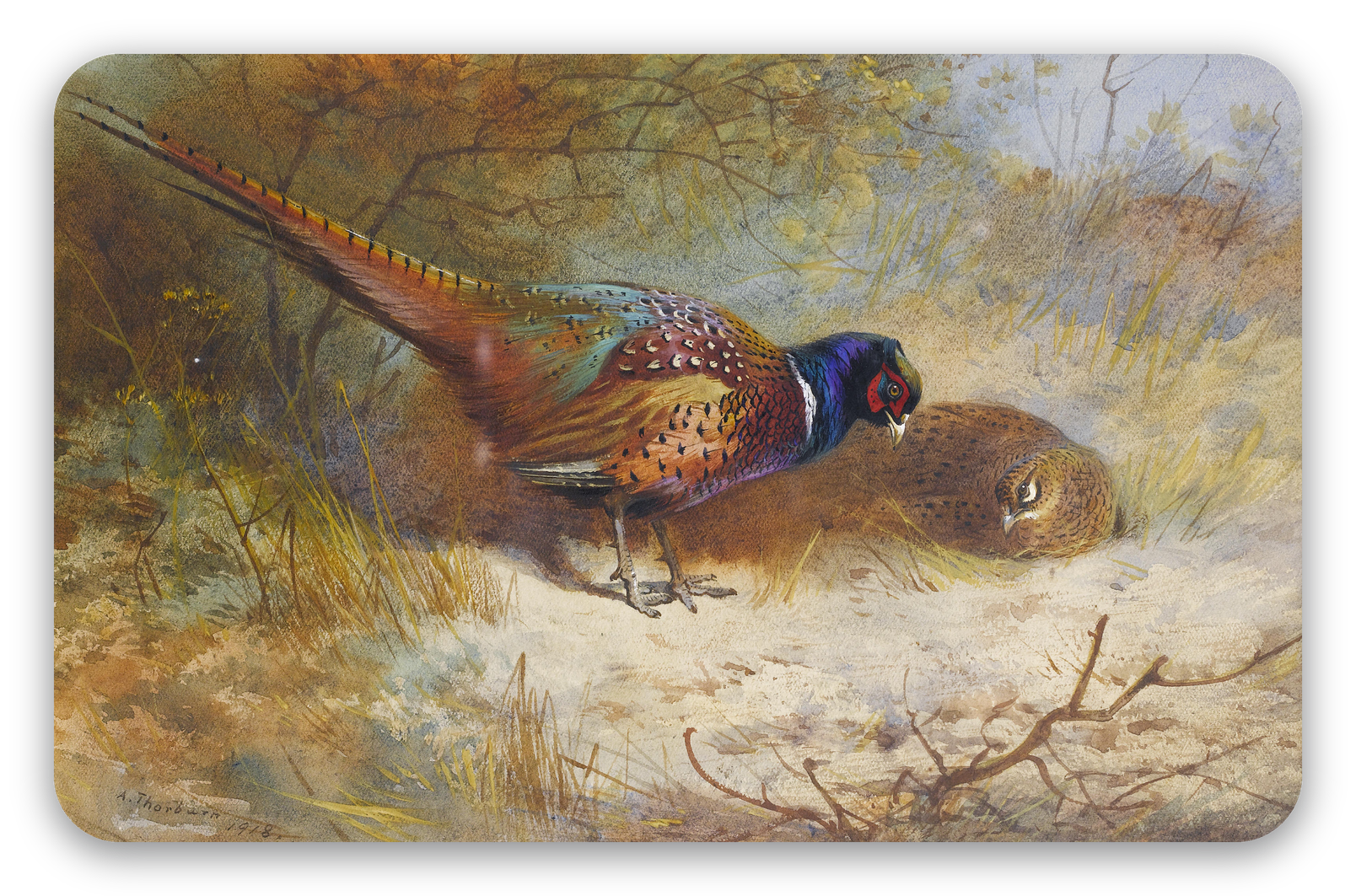 Pheasants