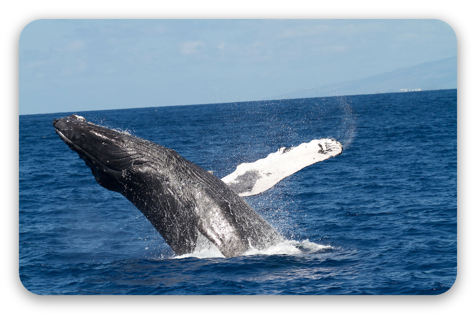 Humpback Whale