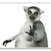 Lemur