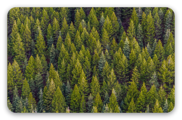 Wald
