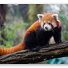 Roter Panda
