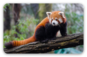 Roter Panda