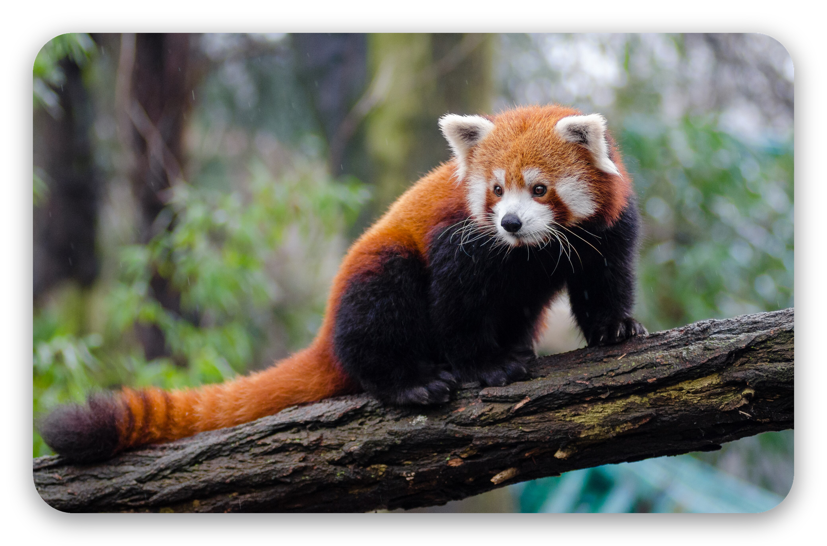 Roter Panda