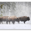 Bison im Schnee