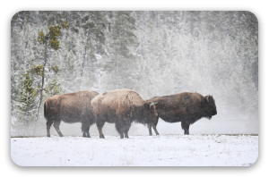 Bison im Schnee