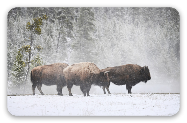 Bison im Schnee