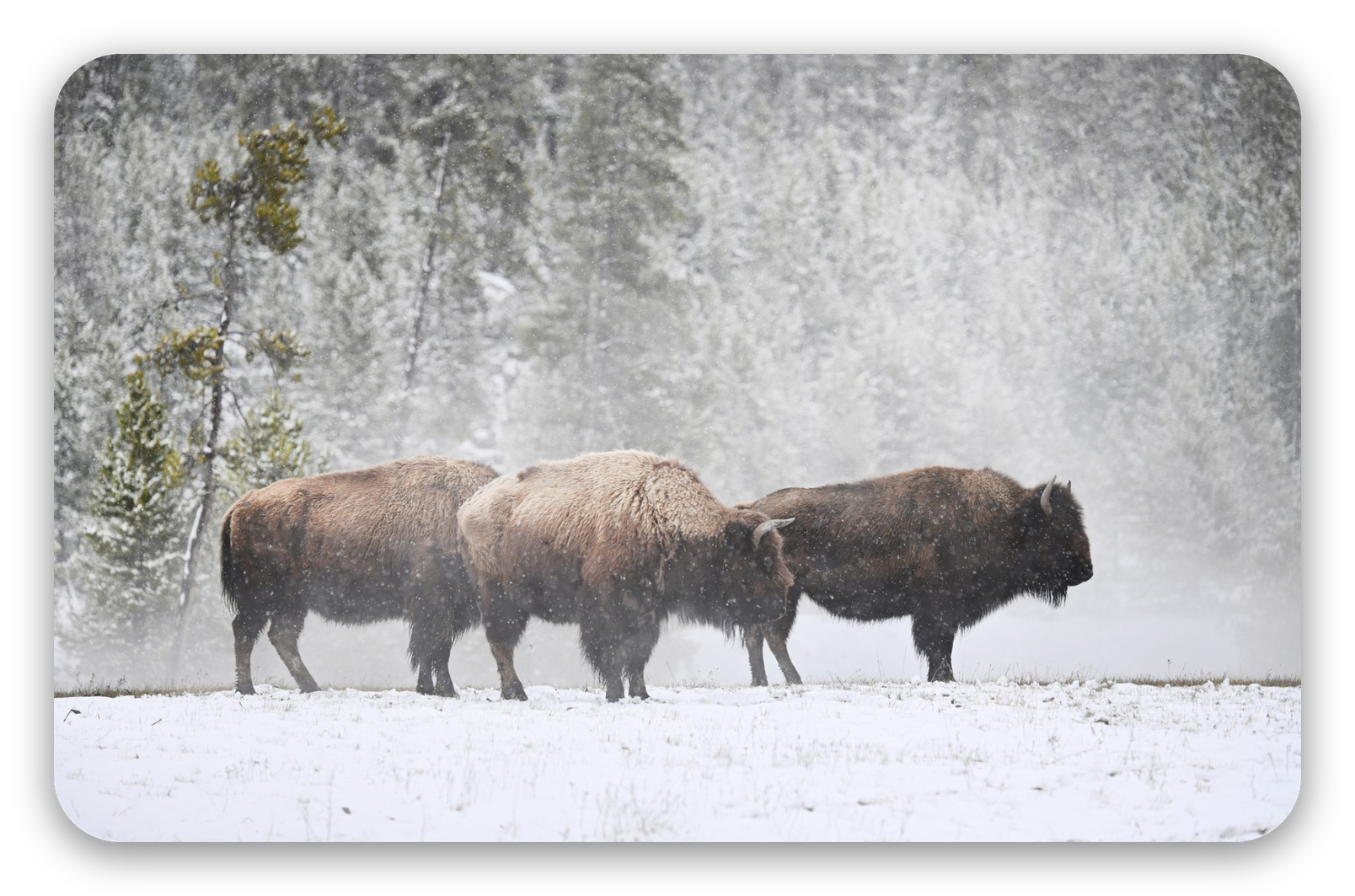 Bison im Schnee