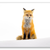 Fuchs im Schnee