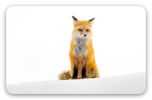 Fuchs im Schnee