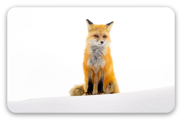 Fuchs im Schnee