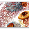 Quallen (Haeckel)
