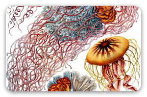 Quallen (Haeckel)