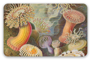 Seeanemonen (Haeckel)
