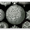 Korallen (Haeckel)