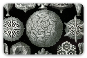 Korallen (Haeckel)