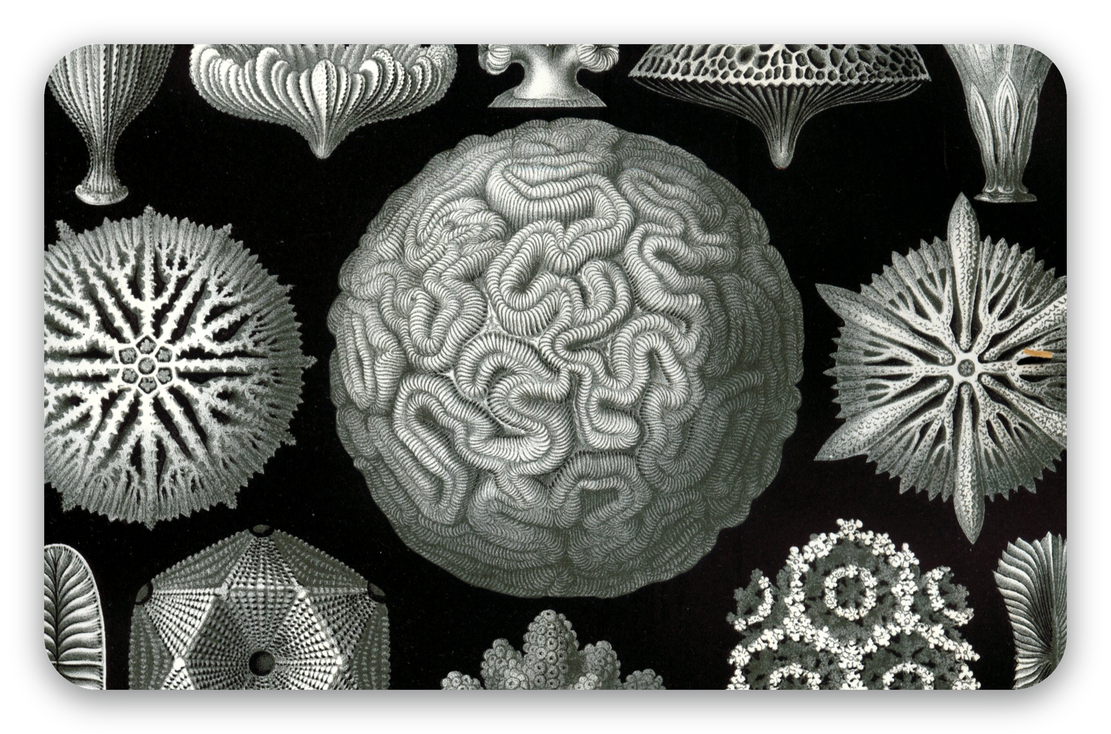 Korallen (Haeckel)