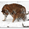 Amurtiger