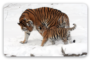 Amurtiger