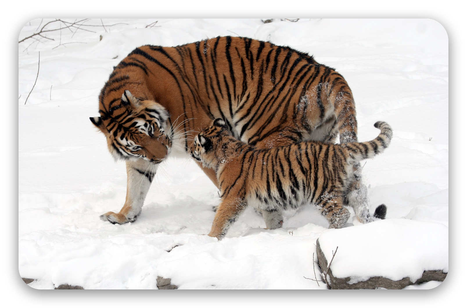 Amurtiger