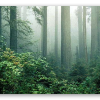 Redwoods im Nebel