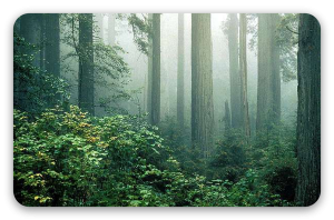 Redwoods im Nebel