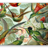 Kolibris (Haeckel)