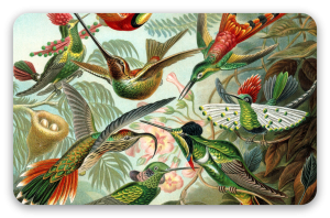 Kolibris (Haeckel)