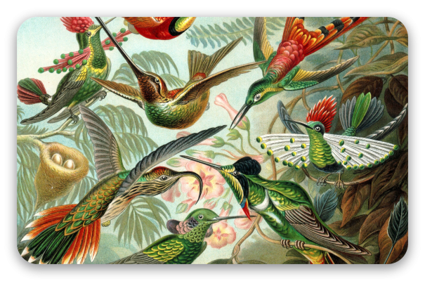 Kolibris (Haeckel)