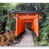 Die roten Torii von Kyoto