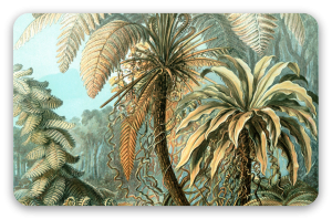 Farne (Haeckel)