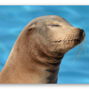 Seelöwe