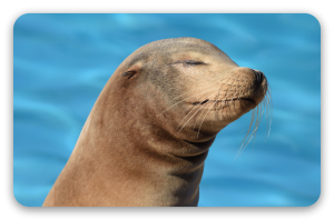 Seelöwe