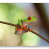 Rotaugenlaubfrosch