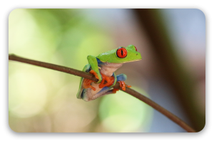 Rotaugenlaubfrosch